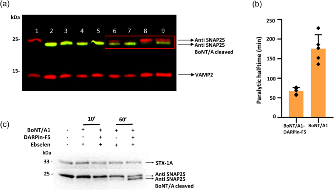 a-darpin-promotes-faster-onset-of-botulinum-neurotoxin-a1-action-nature-communications