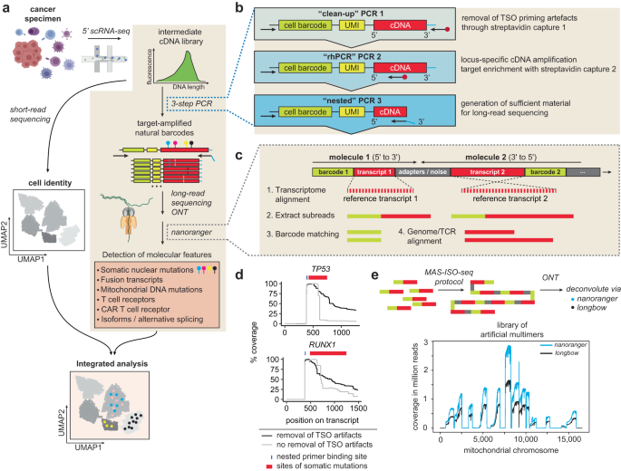 Fig. 1: nanoranger processes amplicons from 10x cDNA sequenced with the Oxford Nanopore platform.
