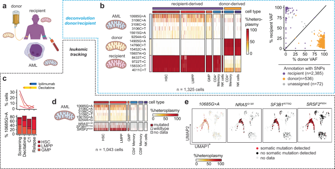 Fig. 5: Identification and tracking of leukemic cell populations using mitochondrial DNA mutations.