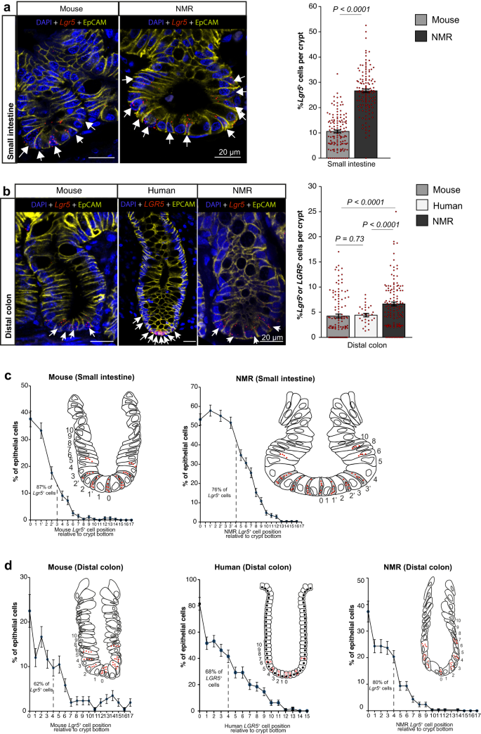 lsm model nude  Adult stem cell activity in naked mole rats for long-term tissue  maintenance | Nature Communications