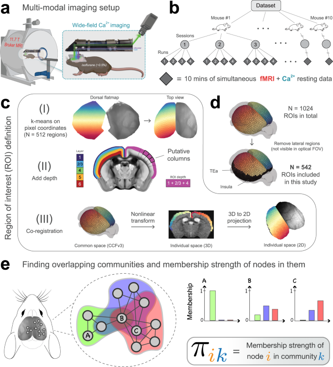 Multimodal measures of spontaneous brain activity reveal both 