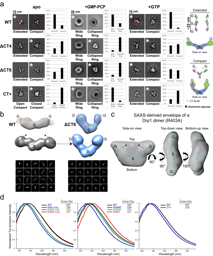 Fig. 2: CT-SLiM modifications alter Drp1 conformational dynamics.