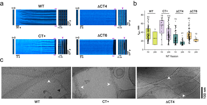 Fig. 4: CT-SLiM modifications differentially affect membrane remodeling and fission.
