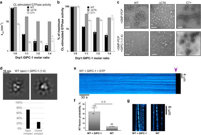 Fig. 5: CT-SLiM interactions with GIPC-1 potentiate membrane fission in vitro.