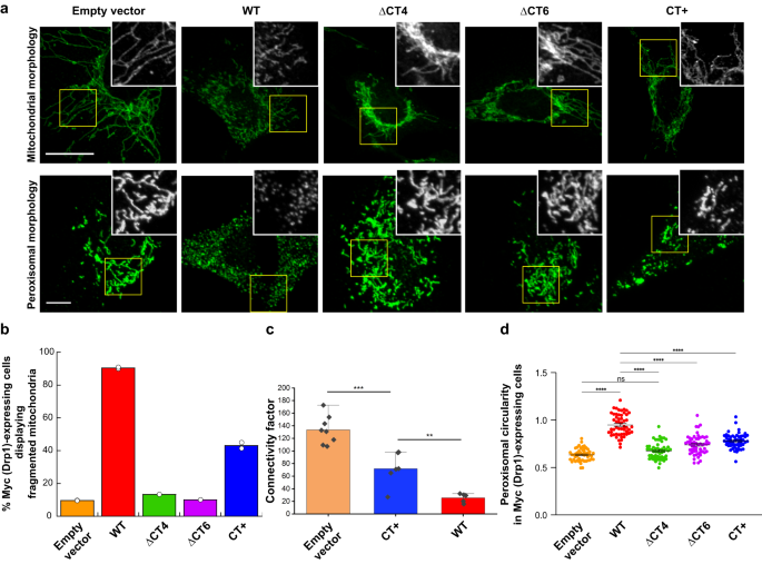 Fig. 6: CT-SLiM interactions are essential for mitochondrial and peroxisomal fission in vivo.