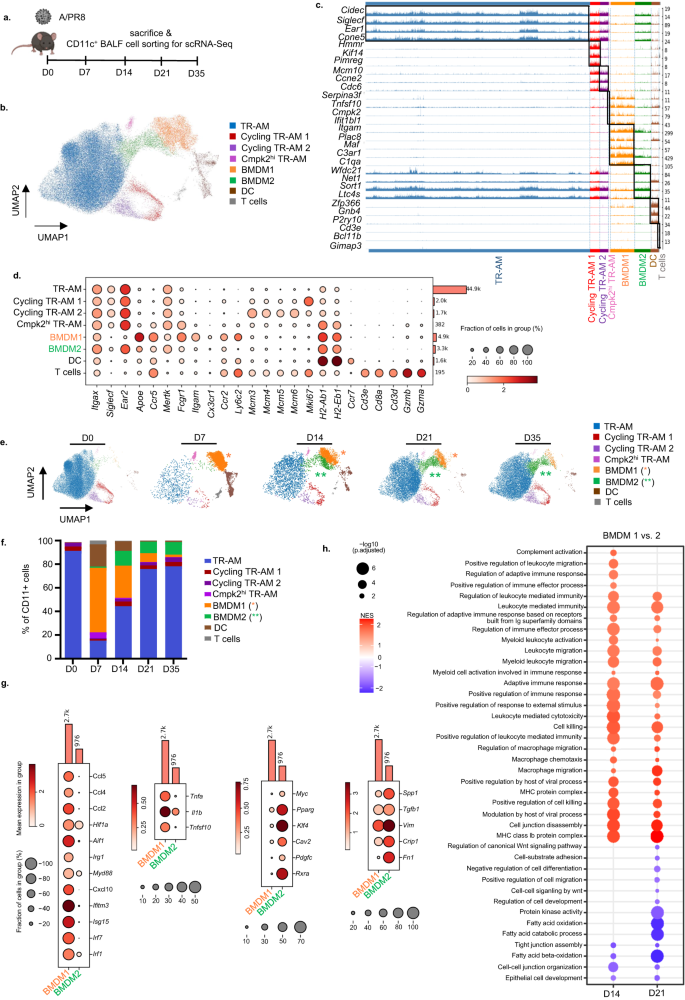 Fig. 1: scRNA-seq analyses reveal two distinct alveolar BMDM clusters with defined kinetics of appearance over the course of IAV infection.