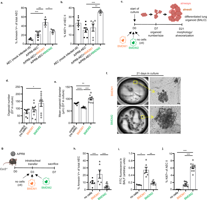 Fig. 3: BMDM2 as opposed to BMDM1 exert proliferative and barrier-protective effects on alveolar epithelial cells in vitro and in vivo.