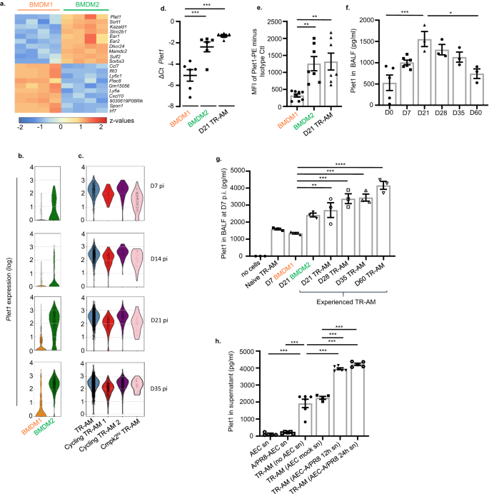Fig. 4: BMDM2 and TR-AM are characterized by increased Plet1 expression and release compared to BMDM1.