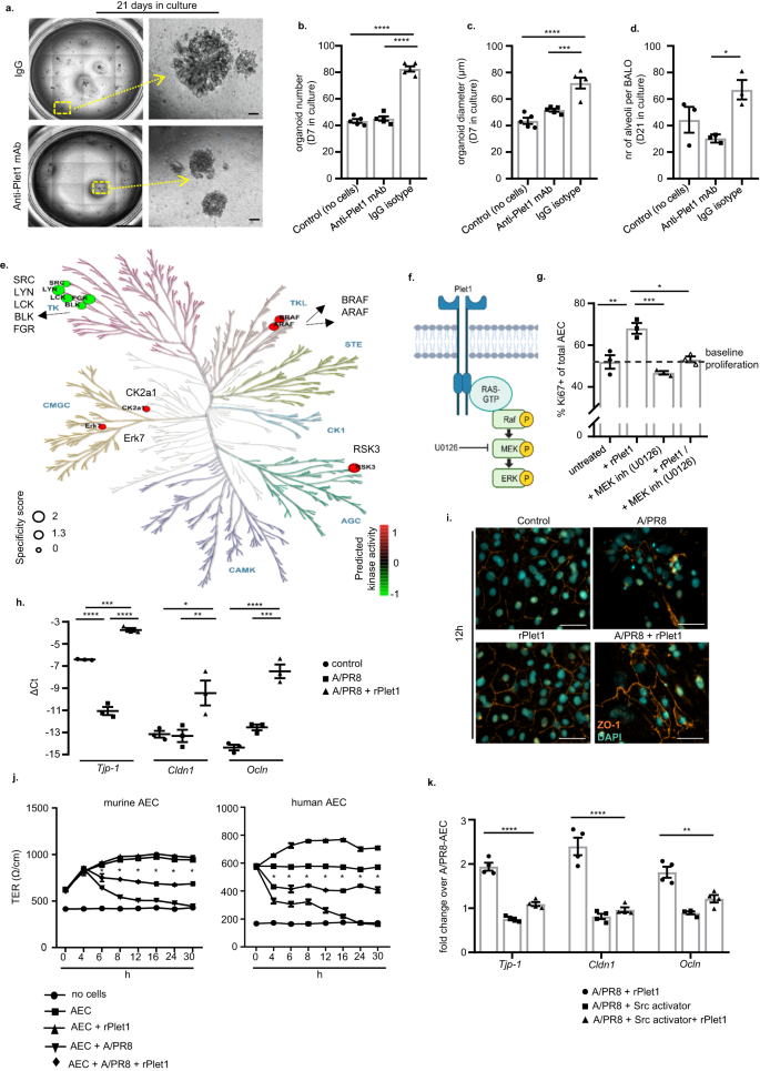 Fig. 5: Soluble Plet1 drives AEC expansion and promotes alveolar epithelial barrier function in ex vivo models.