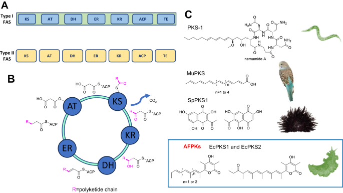 Fig. 1: Lipid and polyketide biosynthesis in the animals (metazoans).