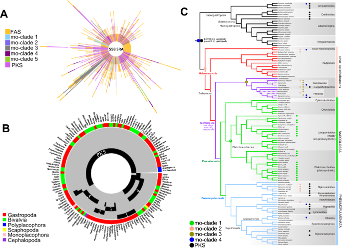 Fig. 5: Distribution of polyketide synthase (PKS) and animal fatty acid synthase- (FAS)-like PKS (AFPK) genes in molluscs.