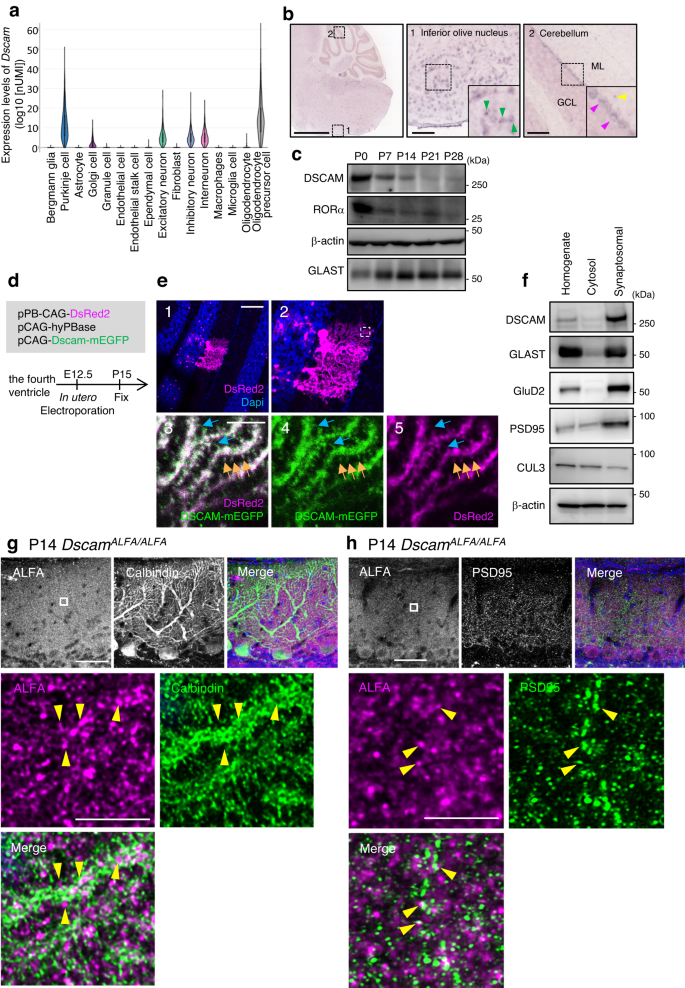 Fig. 1: Expression and localisation of DSCAM in the developing mouse cerebellum.