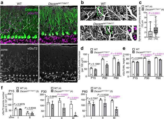 Fig. 2: Regressed CF territory and decreased CF synapses in Dscamdel17/del17 cerebella.