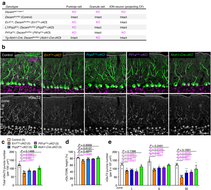 Fig. 5: CF synapse translocation is perturbed in conditional KO mice lacking Dscam in Purkinje cells.