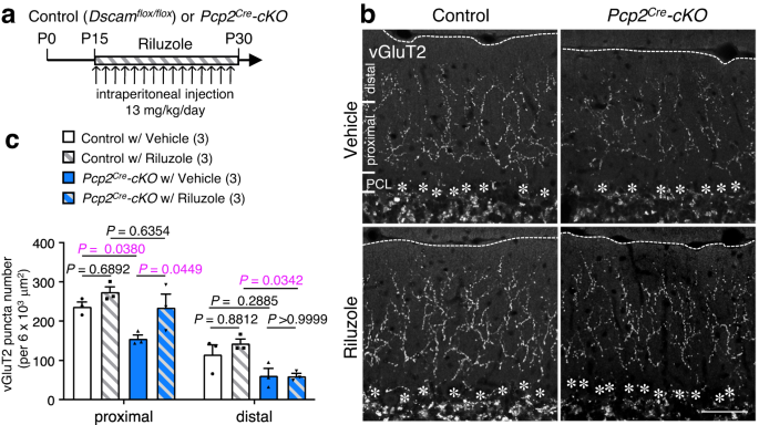 Fig. 6: Riluzole administration rescues the impaired CF translocation.