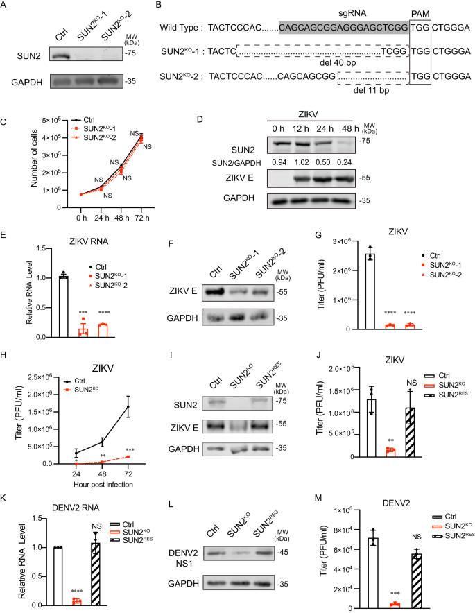 Fig. 1: SUN2 promotes the ZIKV and DENV2 infection in Huh7 cells.
