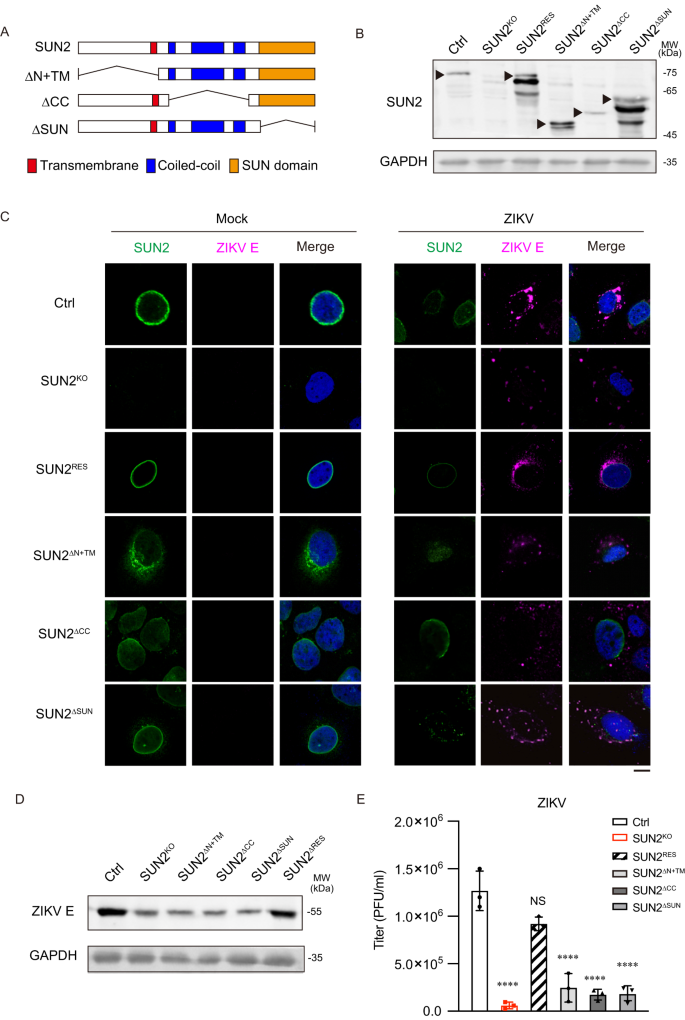 Fig. 2: Integrity of SUN2 is required for its proviral effect.