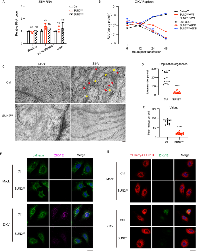 Fig. 3: SUN2 functions at the RNA replication step of ZIKV.