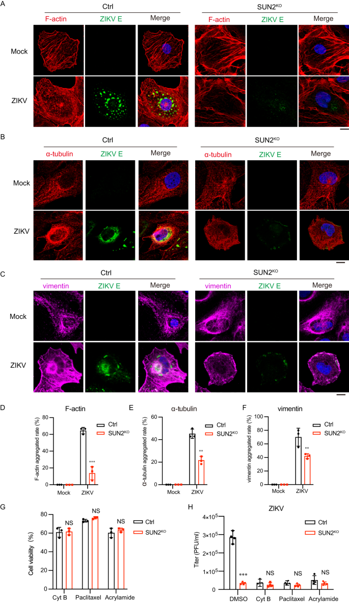 Fig. 4: SUN2 regulates the rearrangement of cytoskeleton induced by ZIKV infection.
