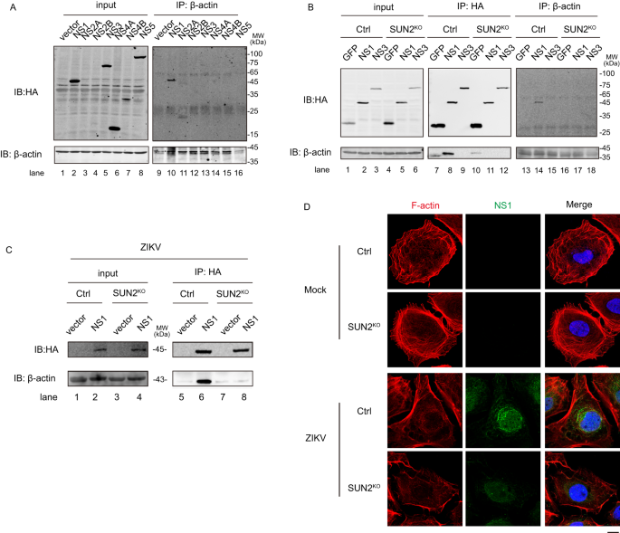 Fig. 5: SUN2 is involved in the interaction between ZIKV NS1 and actin.
