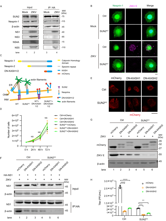Fig. 7: Nesprins mediates the regulation of SUN2 on the NS1-actin association.