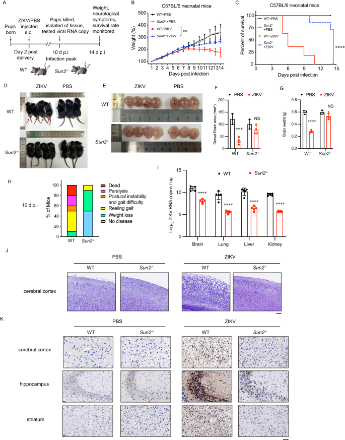 Fig. 8: SUN2 knockout impairs the ZIKV replication and neuropathology of neonatal mice.