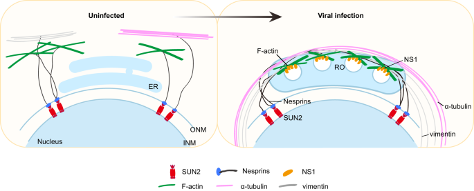 Fig. 9: A proposed model to illustrate the mechanism by which SUN2 promotes flavivirus infection.