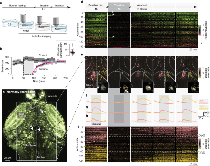 Fig. 2: Tricaine anesthesia reversibly silences neuronal activity.
