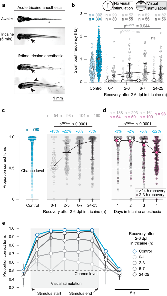 Fig. 3: Tricaine-reared animals can see, swim, and integrate visual stimuli.
