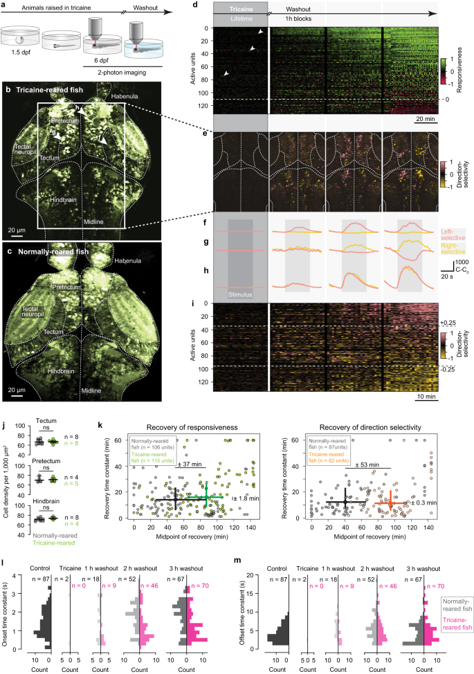 Fig. 4: Visual circuits mature under silenced developmental activity.