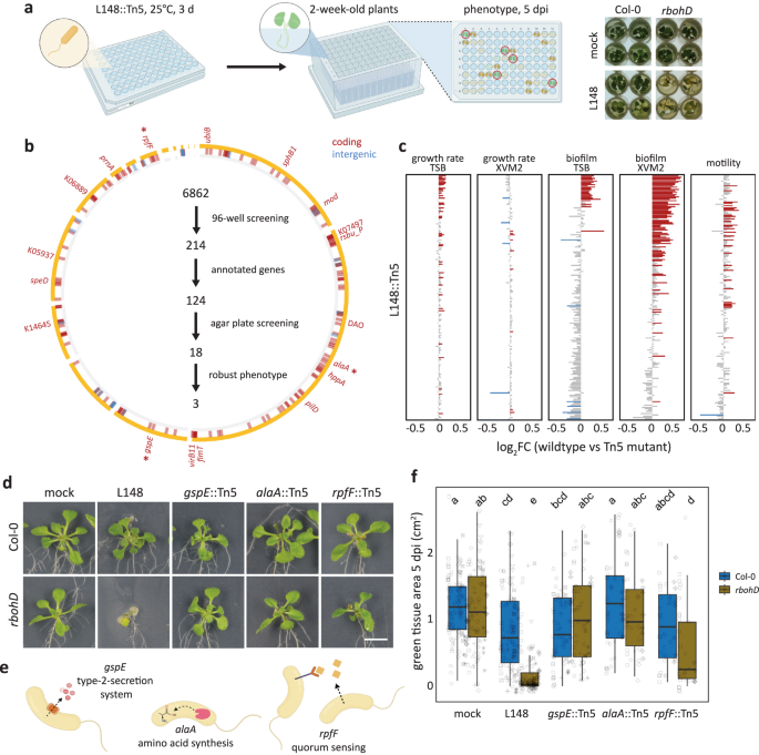 Fig. 3: Xanthomonas L148::Tn5 mutant screening unveils genetic determinants of its pathogenic potential.