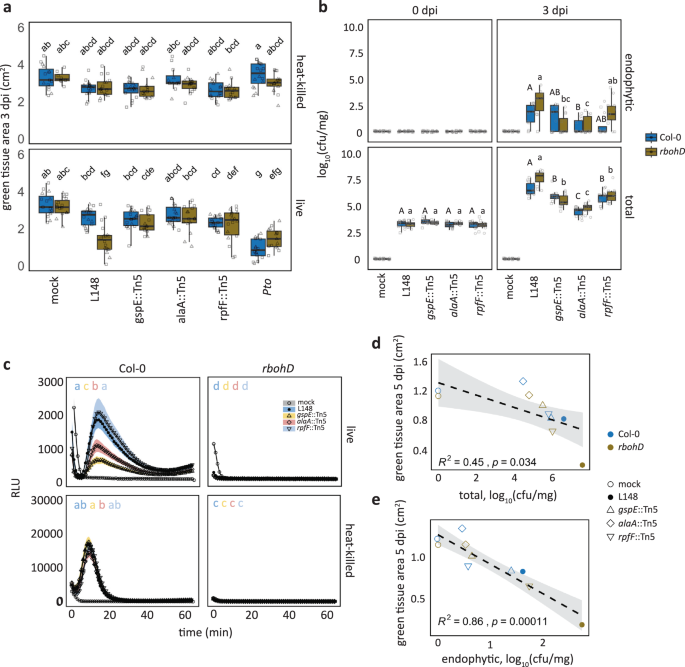 Fig. 4: T2SS, amino acid metabolism, and quorum sensing underpin conditional pathogenicity of Xanthomonas L148 in rbohD plants.