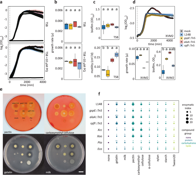 Fig. 5: The Xanthomonas L148 gspE::Tn5 mutant exhibits compromised extracellular secretion activity.