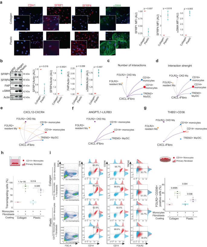 Fig. 4: CXCL-iFibro attract CD14+ monocytes and induces a switch into FOLR2+ macrophages.