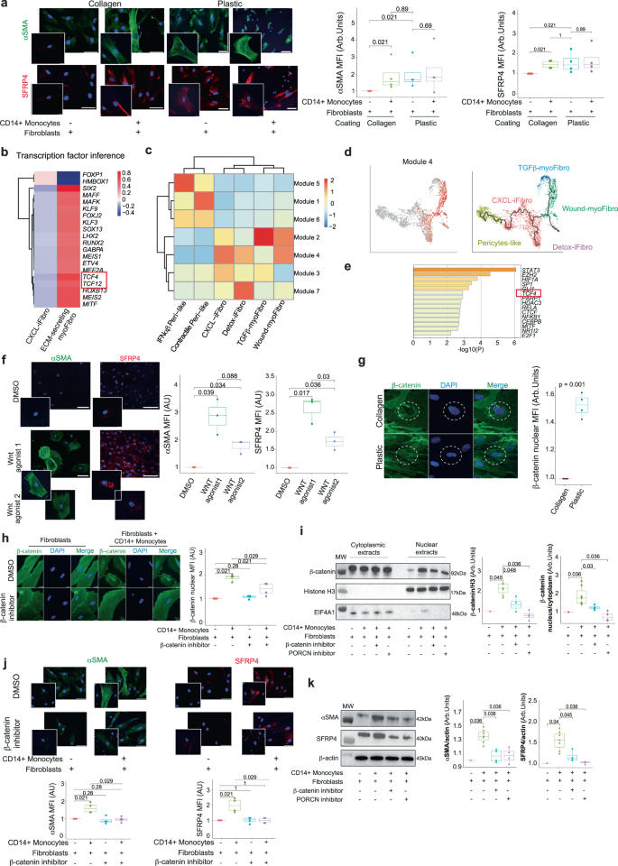 Fig. 5: Macrophages induce a switch from CXCL-iFibro to ECM-secreting myoFibro through a WNT/β-catenin dependent pathway.