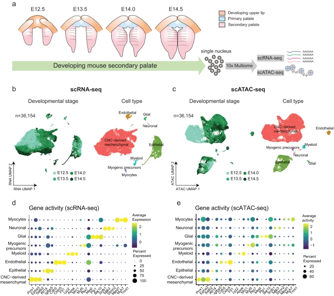  Single-cell multiomics decodes regulatory programs for mouse secondary palate development 