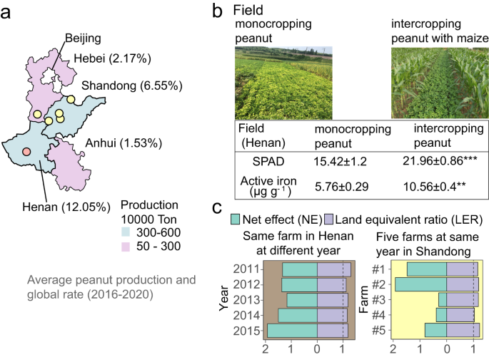 Fig. 1: Maize/peanut intercropping improves peanut iron nutrition and yield in calcareous soils.
