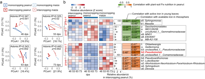 Fig. 3: Intercropping induces shifts in rhizobacteria community composition and reveals Pseudomonas as one of the top candidate taxa involved in intercropping peanut iron nutrition improvement.