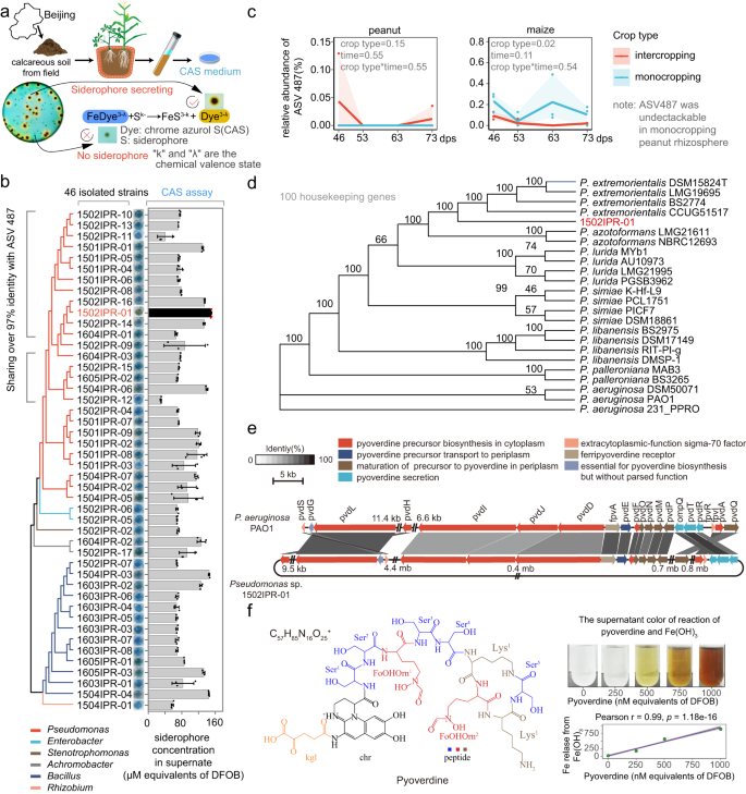 Fig. 4: Functional siderophore-secreting rhizobacteria and siderophore characterization.