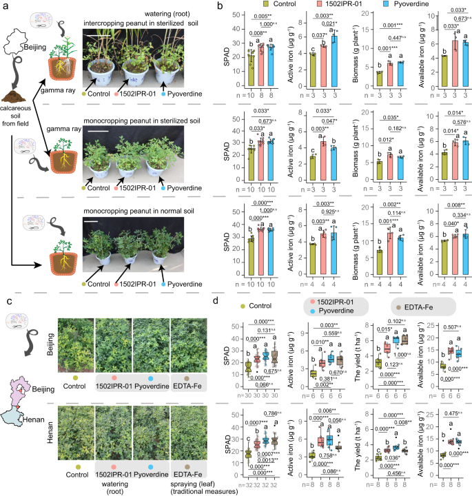 Fig. 5: Pseudomonas sp. 1502IPR-01 and its siderophore (pyoverdine) prevent iron-deficiency chlorosis and improve peanut growth and yield.