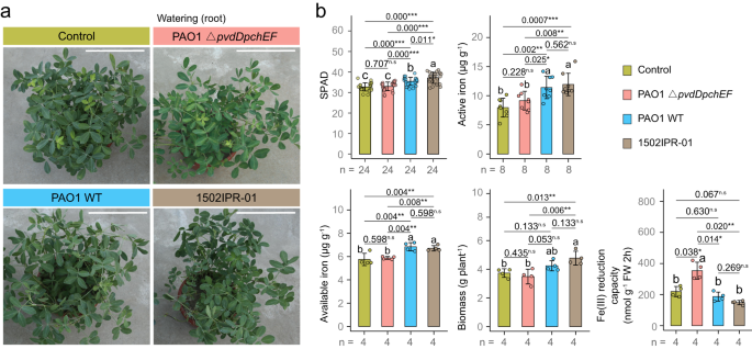 Fig. 6: Pyoverdine secreted by Pseudomonas spp. is essential to improve peanut iron nutrition and biomass.