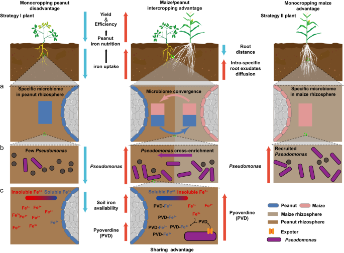 Fig. 7: Model of how peanut/maize intercropping enriches for Pseudomonas spp. in the rhizosphere to improve iron nutrition via secreting siderophore pyoverdine.