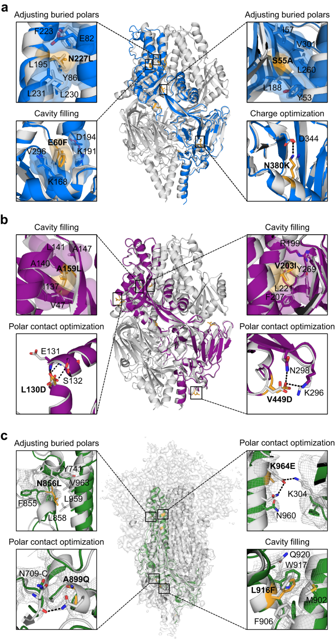 Fig. 3: Exemplary stabilizing substitutions of leading designs.