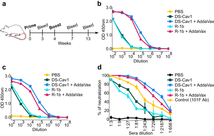 Fig. 4: Immunogenicity assessment of RSV F variants in a mouse model using 0.2 µg doses.