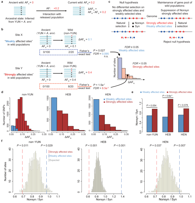 Fig. 5: The gene pool of the wild A. gifuensis population is maintained by natural selection.