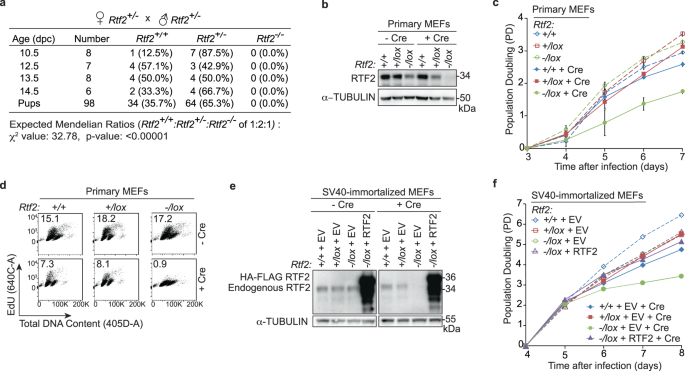 Fig. 1: RTF2 is necessary for viability and cellular proliferation.