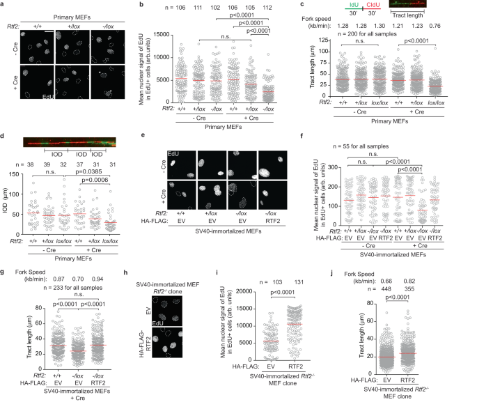 Fig. 2: RTF2 is necessary for DNA replication in primary and immortalized MEF cell lines.