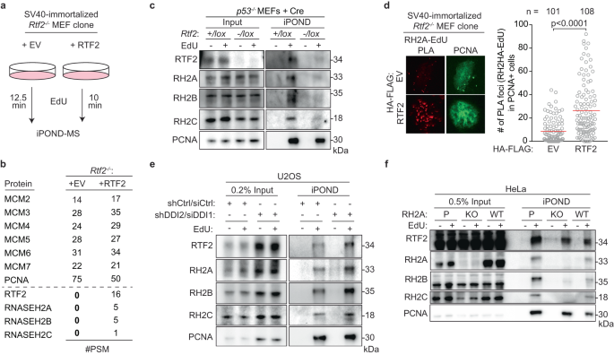 Fig. 3: RTF2 regulates RNase H2 localization to the replisome.