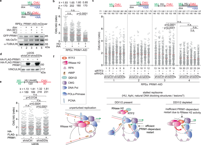 Fig. 9: Replication restart is exquisitely sensitive to cellular levels of PRIM1.