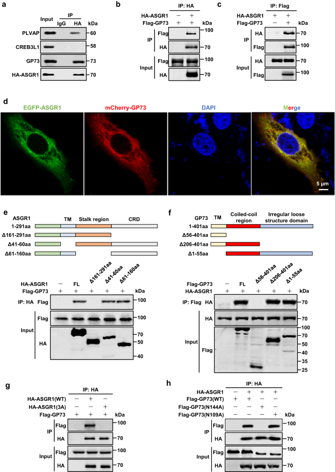 Fig. 5: ASGR1 physically interacts with the ER stress mediator GP73.